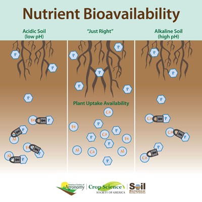 Nutrient Bioavailability
