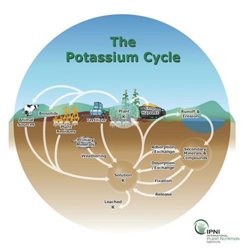 The Potassium Cycle