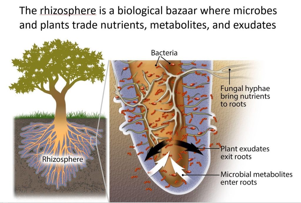 Depiction of the Rhizosphere